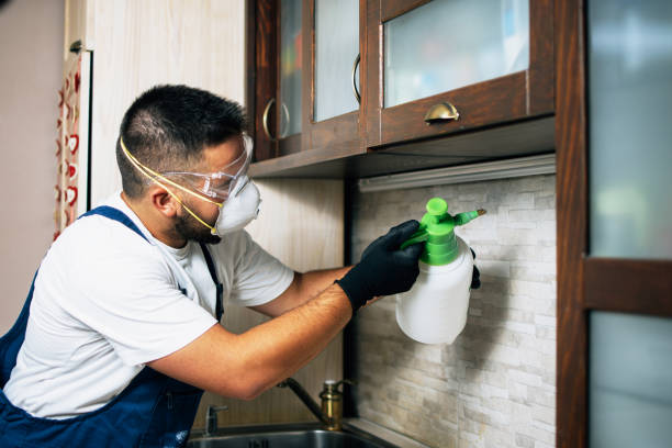 Best Local Pest Control Services  in Rancho Mission Viejo, CA