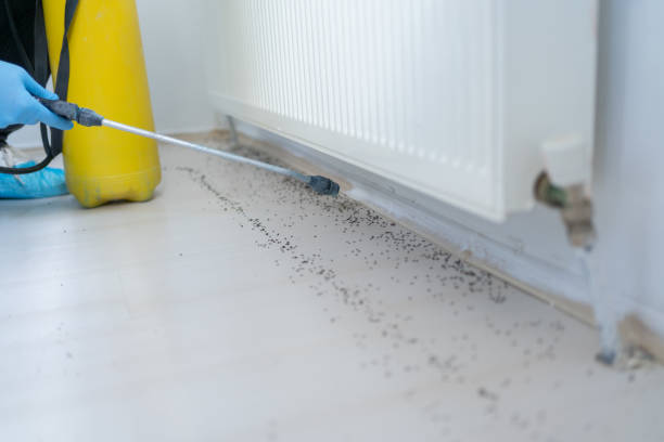 Best Flea Control Services  in Rancho Mission Viejo, CA